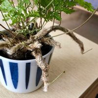 トキワシノブ,次男Kの画像