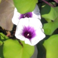 さつまいも,サツマイモの花,サツマイモ,薩摩芋,野鳥(アオサギ)の画像