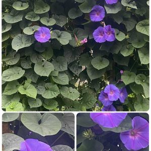 オーシャンブルー,公園,緑のカーテン,ヒルガオ科,サツマイモ属の画像