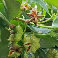 シキミ,樒(シキミ),シキミの実,シキミの果皮,有毒植物の画像