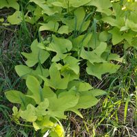 イポメア,サツマイモ,今日のお花,いつもの公園,頑張れ　大谷翔平選手の画像