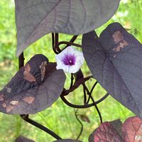 イポメア,イポメア,サツマイモ,散歩,つる性植物の画像