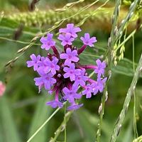 ヤナギハナガサ,サンジャクバーベナ,山野草,多年草,柳花笠（やなぎはながさ）の画像