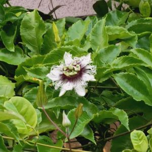 パッションフルーツ,グリーンカーテンの画像