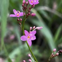 サンジソウ,サンジソウ,ショウジョウソウ,ショウジョウソウ,セイタカアワダチソウの画像