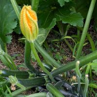 ズッキーニ,お出かけ先の画像