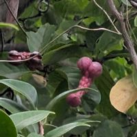 モクレンの画像