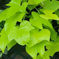 イポメア,イレシネ ピンクファイヤー,フウセントウワタの実,花のある暮らし,今日のお花の画像