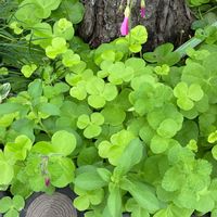 オキザリス,ルバーブ,ジニア（百日草）,オキザリス ボーウィー (ハナカタバミ),GS映えの画像