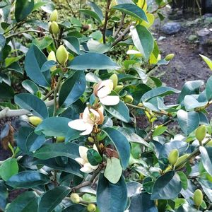 カラタネオガタマの画像