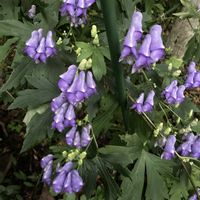 トリカブト,山紫陽花,シラヤマギク,オオケタデ,今を生きるの画像