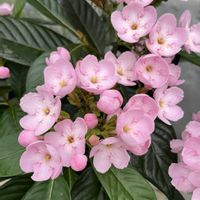 ルクリア,アカネ科,さんぽ,ヒマラヤ原産,中国雲南省の画像