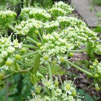 アシタバ,小石川植物園の画像