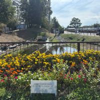 ワサビ,大王わさび農場,お出かけ先の画像