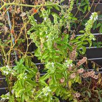 スイートバジルの画像