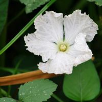 ヒョウタン,ヒョウタン,ヒョウタン,ヒョウタン,ヒョウタンの画像