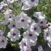 多肉植物,ハーブを楽しむ,ハーブのある暮らし,お花好き,植物大好きの画像