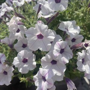 多肉植物,ハーブを楽しむ,ハーブのある暮らし,お花好き,植物大好きの画像