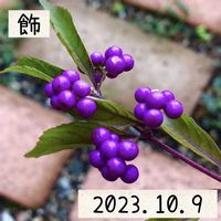 コムラサキ,ムラサキシキブ,コムラサキKの画像