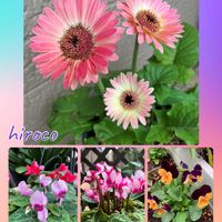 ガーベラ,シュウメイギク,ホタルブクロ,ガーデンシクラメン,ビオラの画像