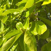 モクレンの画像