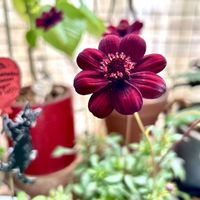 チョコレートコスモス,チョコレートコスモス チョカモカ,ほしつながり,しゃまのべらんだ♪,たいせつななかま♡の画像