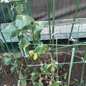 キュウリ,きゅうり,家庭菜園の画像
