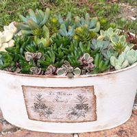 黄麗,白牡丹,樹氷,虹の玉,トリカラーの画像