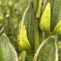 オクラの花,ハナオクラ,花オクラ,ハナオクラ（トロロアオイ）,おでかけ先の画像