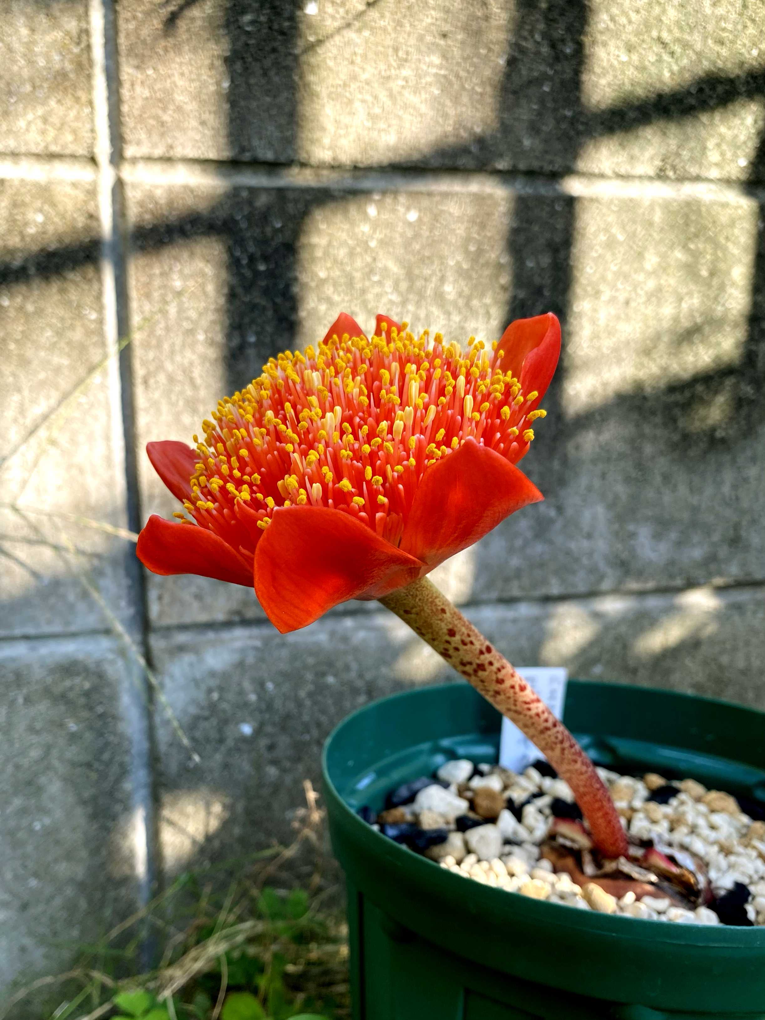 ハエマンサス コッキネウスの一覧｜🍀GreenSnap（グリーンスナップ）