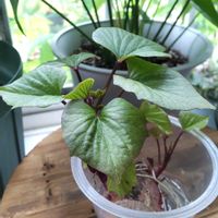 さつまいも,サツマイモ,サツマイモ,水栽培の画像