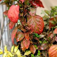 ツルニチニチソウ,ヒポエステス,ガーデンヒポエステス ピッピ,お散歩ちゃん,ナチュラルガーデンの画像