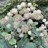 ローゼル,ローゼル,ウド,お出かけ先の画像