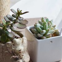 カネノナルキ,アルテルナンテラ,坊ちゃんカボチャ,安納芋,栗の木の画像