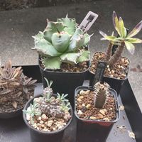 峨眉山,峨眉山,ユーフォルビア・峨眉山,錦蝶,錦蝶の画像