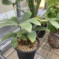 ザミア,ザミア・フルフラセア,スリット鉢の画像