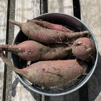 さつまいも,野菜,さつま芋,サツマイモ シルクスイート,サツマイモの画像