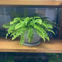 サンショウの画像