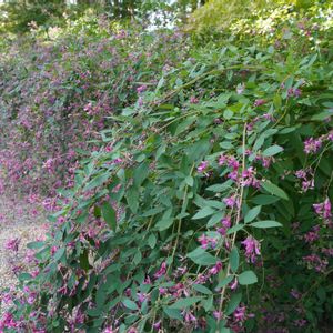 ハギ,ハギ,日本庭園,お寺,庭園の画像