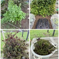 アサガオ,パクチー,ブロッコリー,柿の葉,白菜の画像