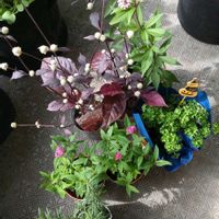 フジバカマ,ローズマリー,パセリ,シモツケ ,赤葉センニチコウの画像