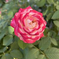 鉢植え,害虫,暑い！,ジュビレデュプリンスドゥモナコ,薬剤散布の画像