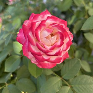 鉢植え,害虫,暑い！,ジュビレデュプリンスドゥモナコ,薬剤散布の画像