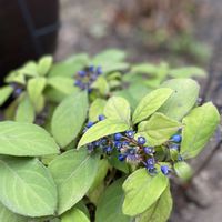 ピーマン,紅伊豆,キャンベル アーリー,北海道,オーガニック野菜 の画像