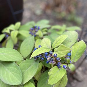 ピーマン,紅伊豆,キャンベル アーリー,北海道,オーガニック野菜 の画像