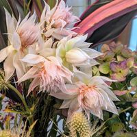 セルリア,ドラセナ,リューカデンドロン,赤オクラ,赤ドラの画像