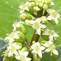 ウォーターマッシュルーム,お花は癒し,花が好き❤,☆携帯撮影☆の画像