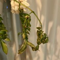 リュウビンタイ,猫にも安全の画像