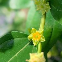 ナツメ,ニホンアマガエル,ナツメ（棗／なつめ）,今日のお花,ナツメの実の画像