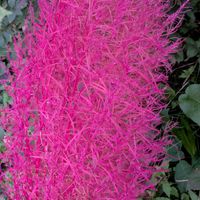 コキア,コキア,コキア,コキア,ナツメの画像